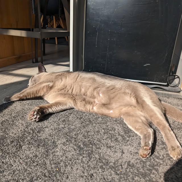 A fawn cat stretched out on a rug in the sunshine at home