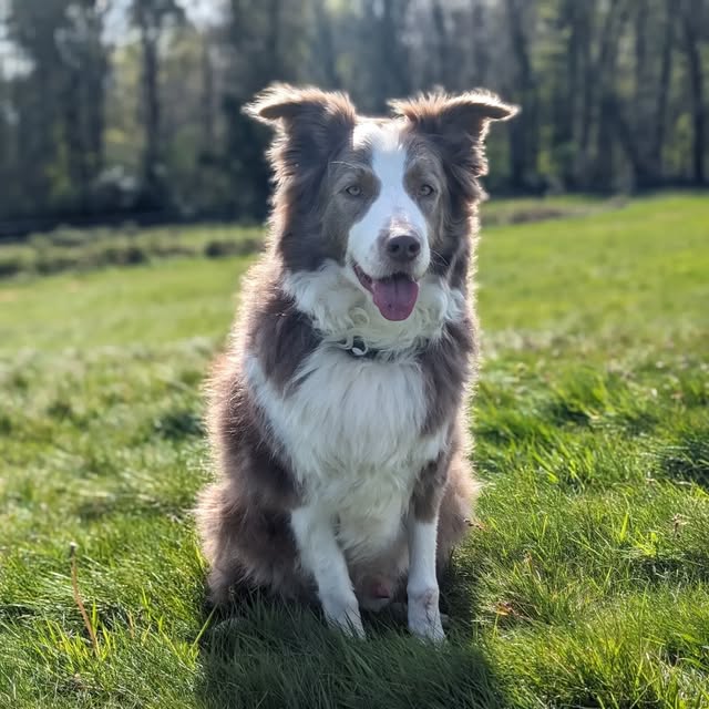 A border collie sitting on the grass in a sunny park