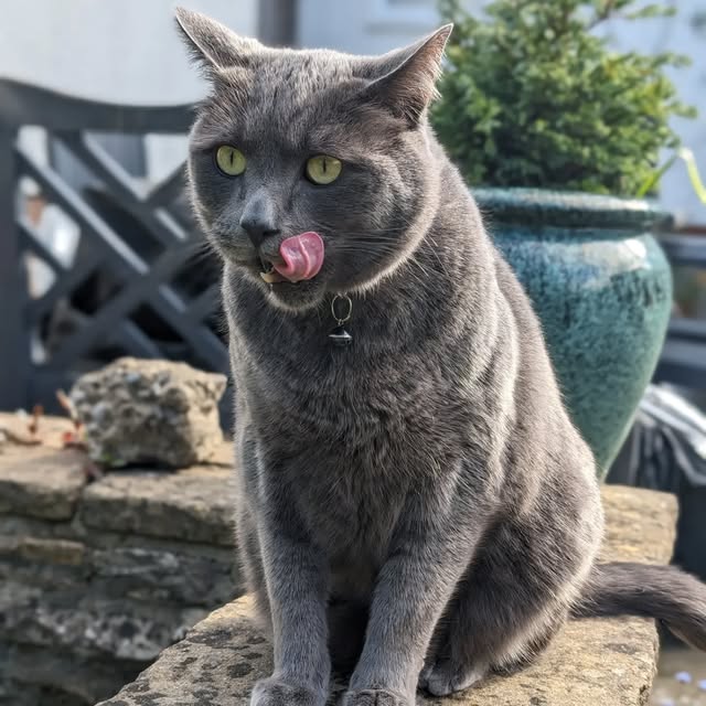 A grey cat licking its nose on a garden wall
