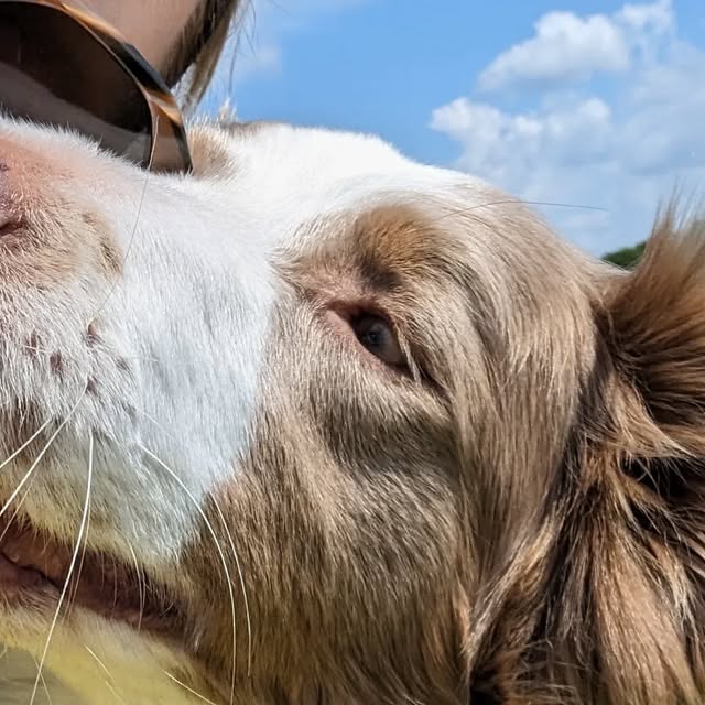A close-up of a brown and white collie against a blue sky